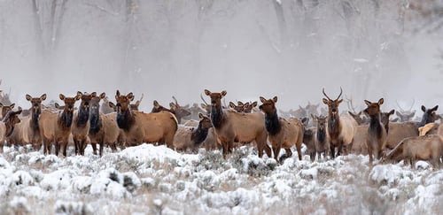 National Fish and Wildlife Foundation Announces $122.5 Million in Conservation Grants from the America the Beautiful Challenge